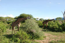 Giraffes Feeding