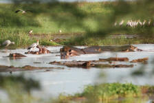 Hippos in the Pool