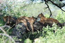 Tree-Climbing Lions