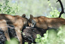 Tree-Napping Lions