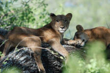 Lions in the Trees