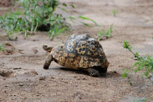 Leopard Tortoise