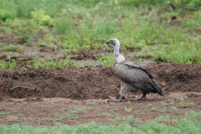 Vulture