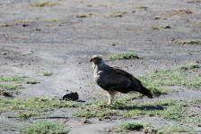 African Eagle