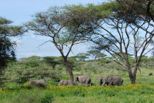 African Elephants