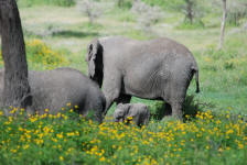 Baby Elephant