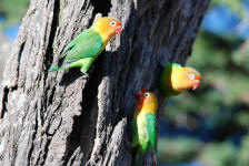 Fischer's Lovebirds