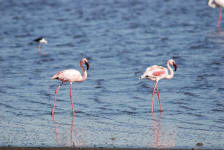 Flamingos