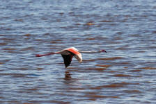 Flying Flamingo