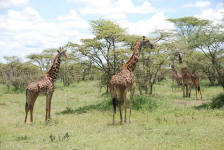 Giraffes