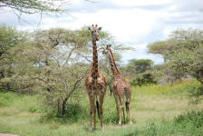Masai Giraffes