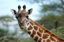 Giraffe Closeup