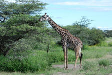 Giraffe Feeding
