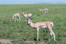 Grant's Gazelle