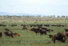 The Great Migration