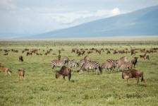 Zebras Migrate Too