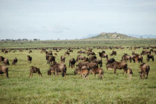 The Great Migration