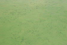 The Great Migration from the Air