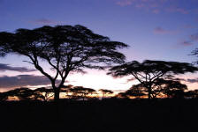 Ndutu Sunrise