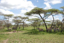 Zebras