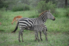 Nursing Zebra