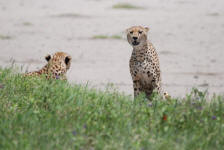 Cheetahs