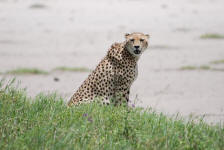 Cheetah Watching