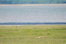 Cheetah Observing