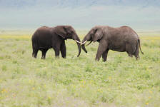 Elephants Playing