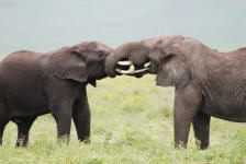 Tusk Tussle