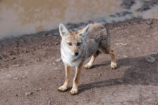 Jackal