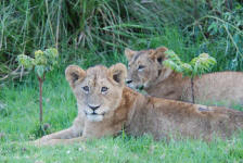 Beautiful Lions