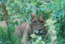 Stealthy Lions