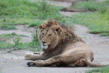 Male Lion