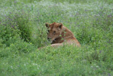Lioness