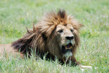MGM Lion
