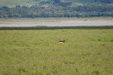 Lion takes down Zebra