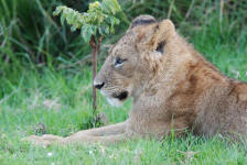 Lion Profile