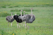 Ostriches