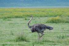 Male Ostrich