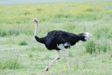 Female Ostrich