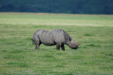 Black Rhino