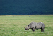 Rhinoceros