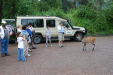 Friendly Impala