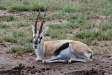 Thomson's Gazelles