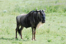 Wildebeest