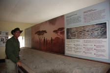 Hominid Footprints