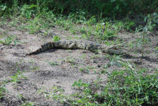 Crocodile