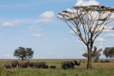 Elephants Grazing