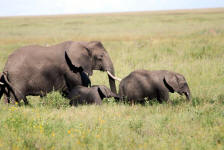 Young Elephants